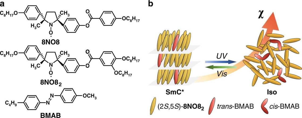 Photomagnetic effects in metal-free liquid crystals
