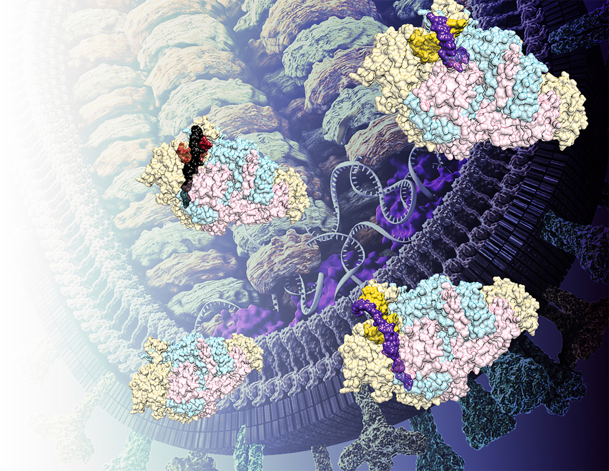 Exploring regulation of RNA synthesis by influenza virus polymerase: finding targets for the broad-spectrum inhibitors