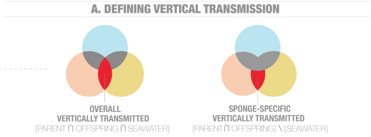 Vertical transmission of sponge microbiota is inconsistent and unfaithful