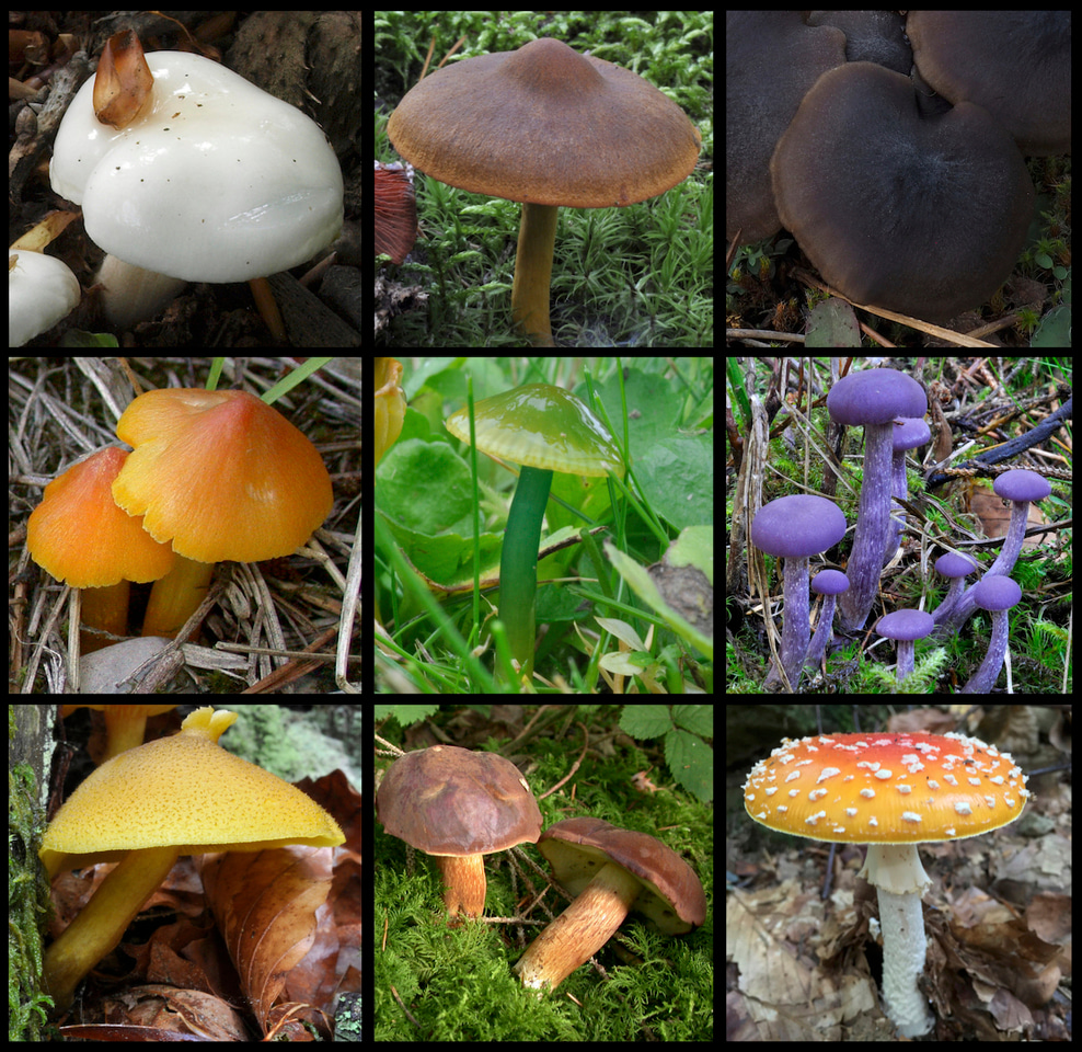 Why some mushrooms are darker than others