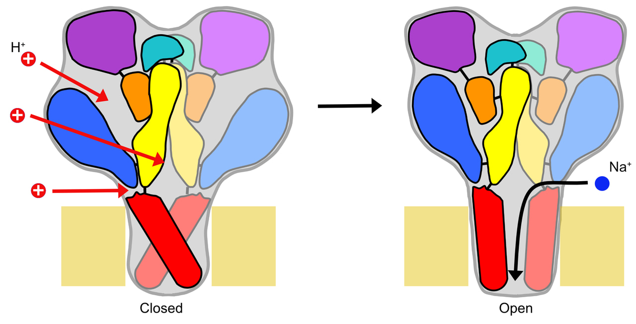 Uncovering the activation mechanism of a ligand-gated ion channel