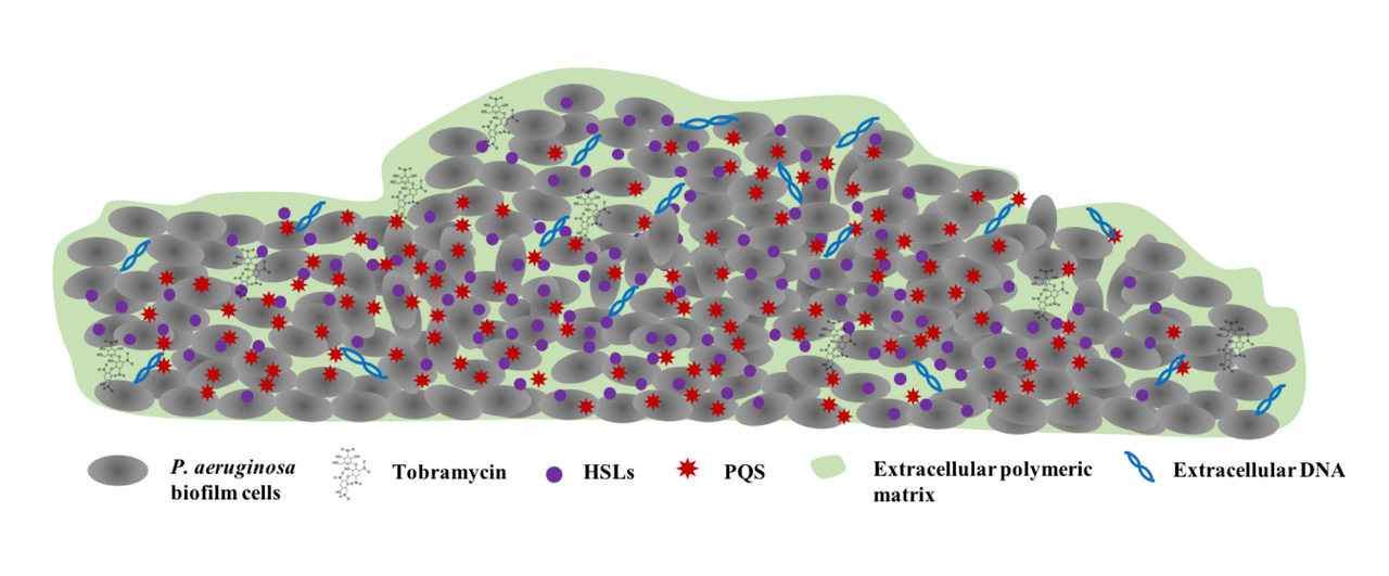 Key players in Pseudomonas aeruginosa biofilm formation upon tobramycin exposure