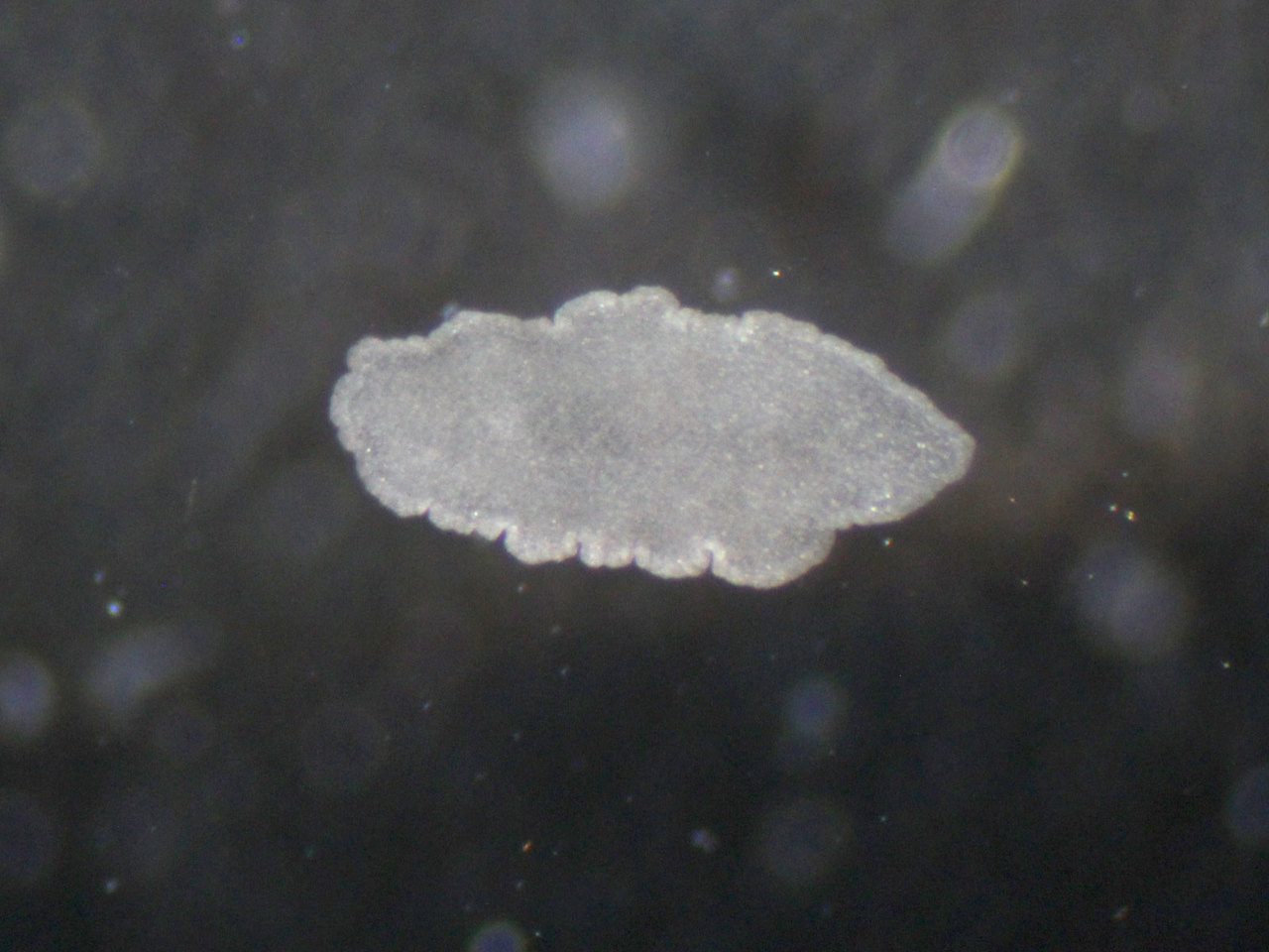 A simple animal reveals fascinating insights in intracellular symbionts