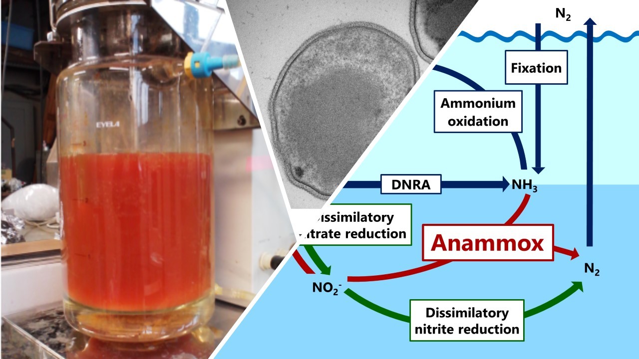 Dual nitrogen and oxygen isotope effects of anaerobic ammonium oxidation (anammox)
