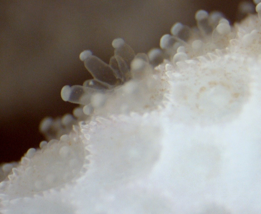 Diazotrophs and Synechococcus coming to the rescue! An important nitrogen source for corals under bleaching conditions