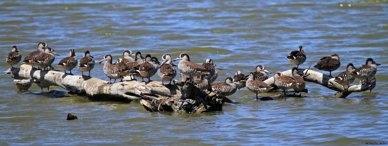 A duck is not a duck is not a duck: Virome heterogeneity and connectivity in waterfowl and shorebird communities