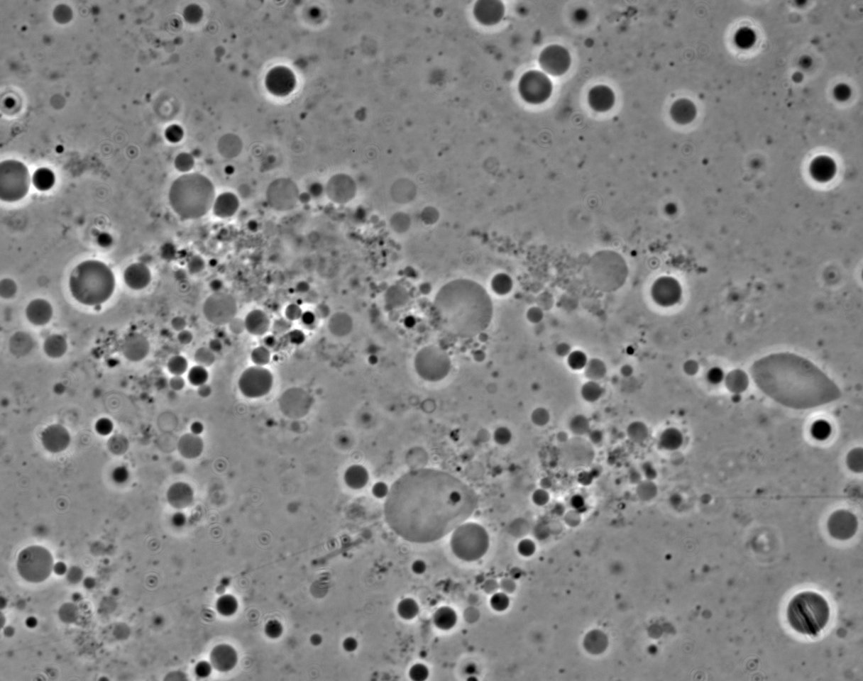 Eliminating cell walls: dead or alive?