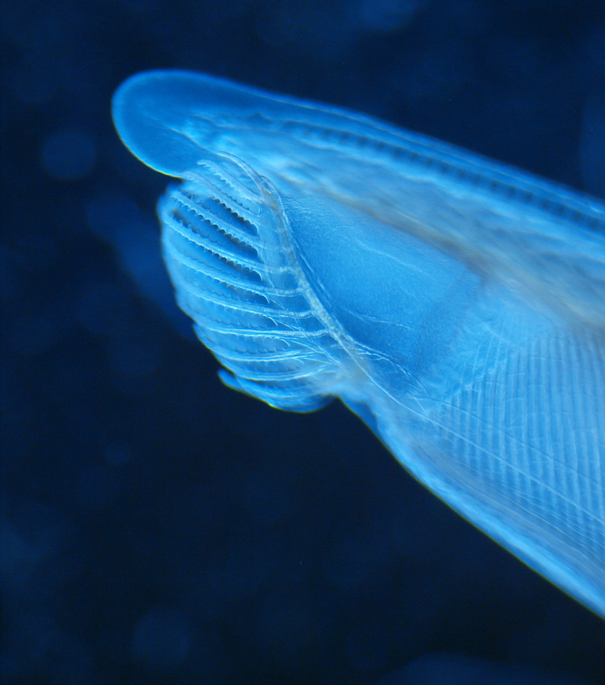 The amphioxus headache