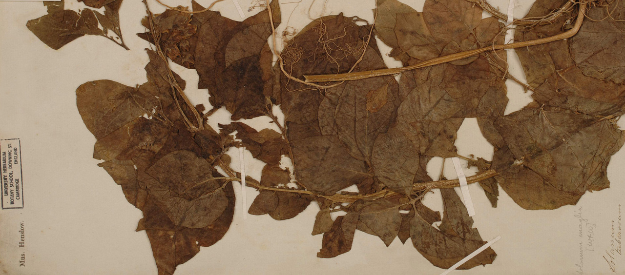 Most potato tubers come from Eurasian stems, but their ‘roots’ are in South America.