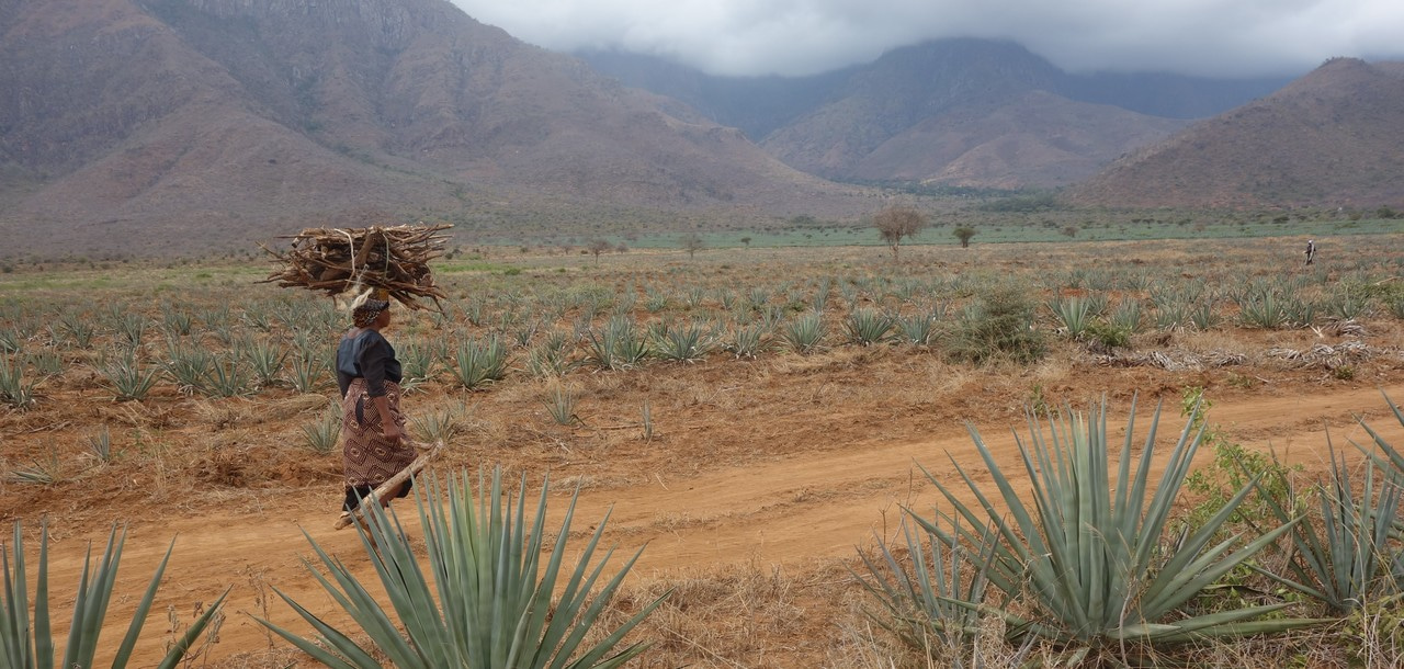 What does climate change mean for sustainable development?