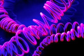 Socioeconomic status, genes and educational achievement