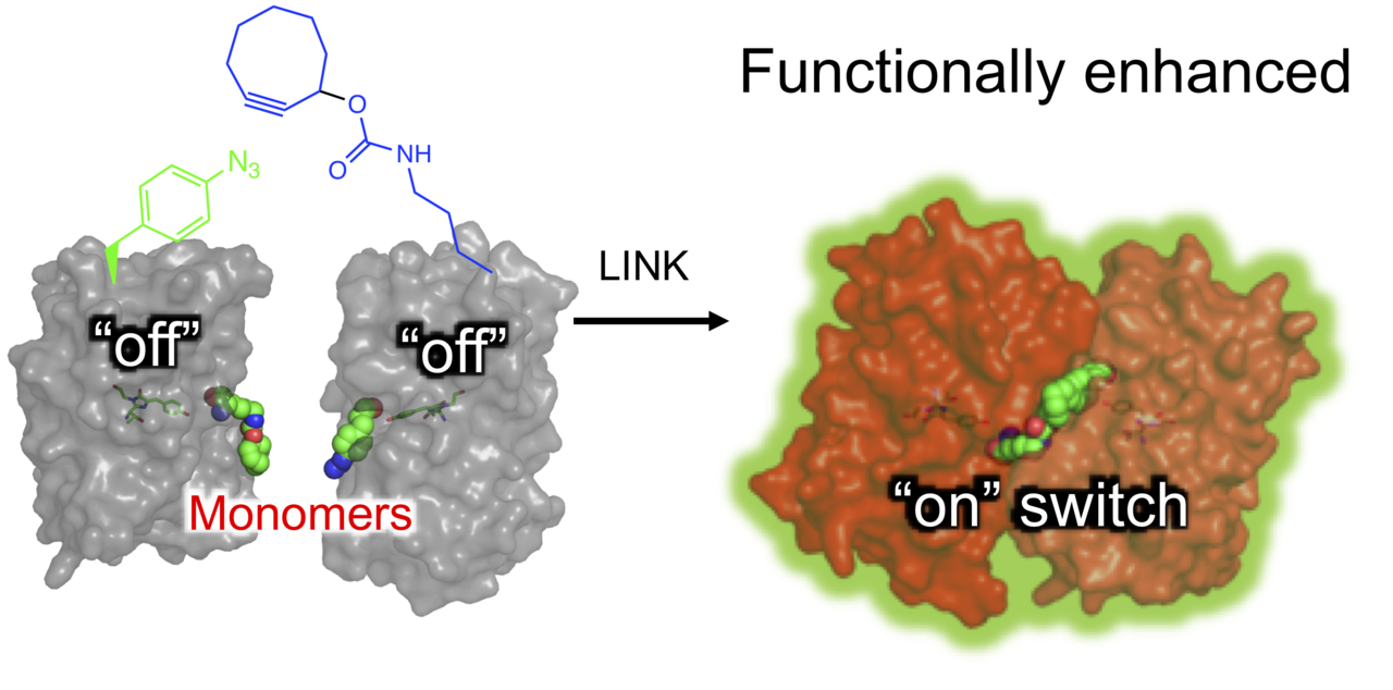 Better together: making proteins Click