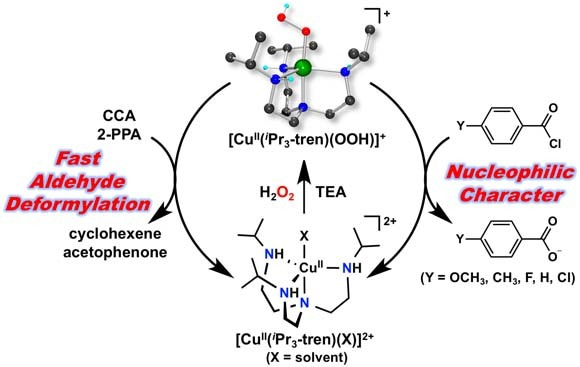 Nucleophilic reactivity of a copper(II)-hydroperoxo complex