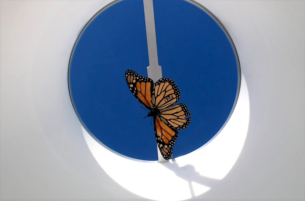 Migration in monarchs: Use it or lose it