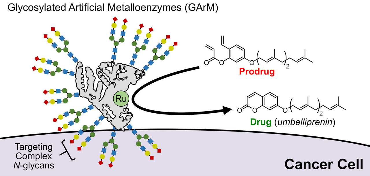 Developing biocompatible artificial metalloenzymes