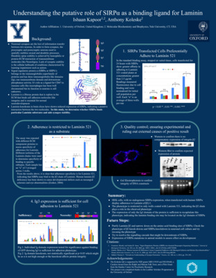 Ishaan Kapoor: Understanding the putative role of SIRPalpha as a binding ligand for Laminin