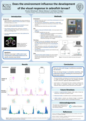 Phoebe Whitehead: Does the environment influence the development of visual responses in zebrafish larvae? 