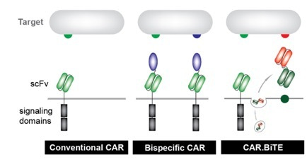 Combination CARs and BiTEs for Glioblastoma:  A Tale of Two Technologies