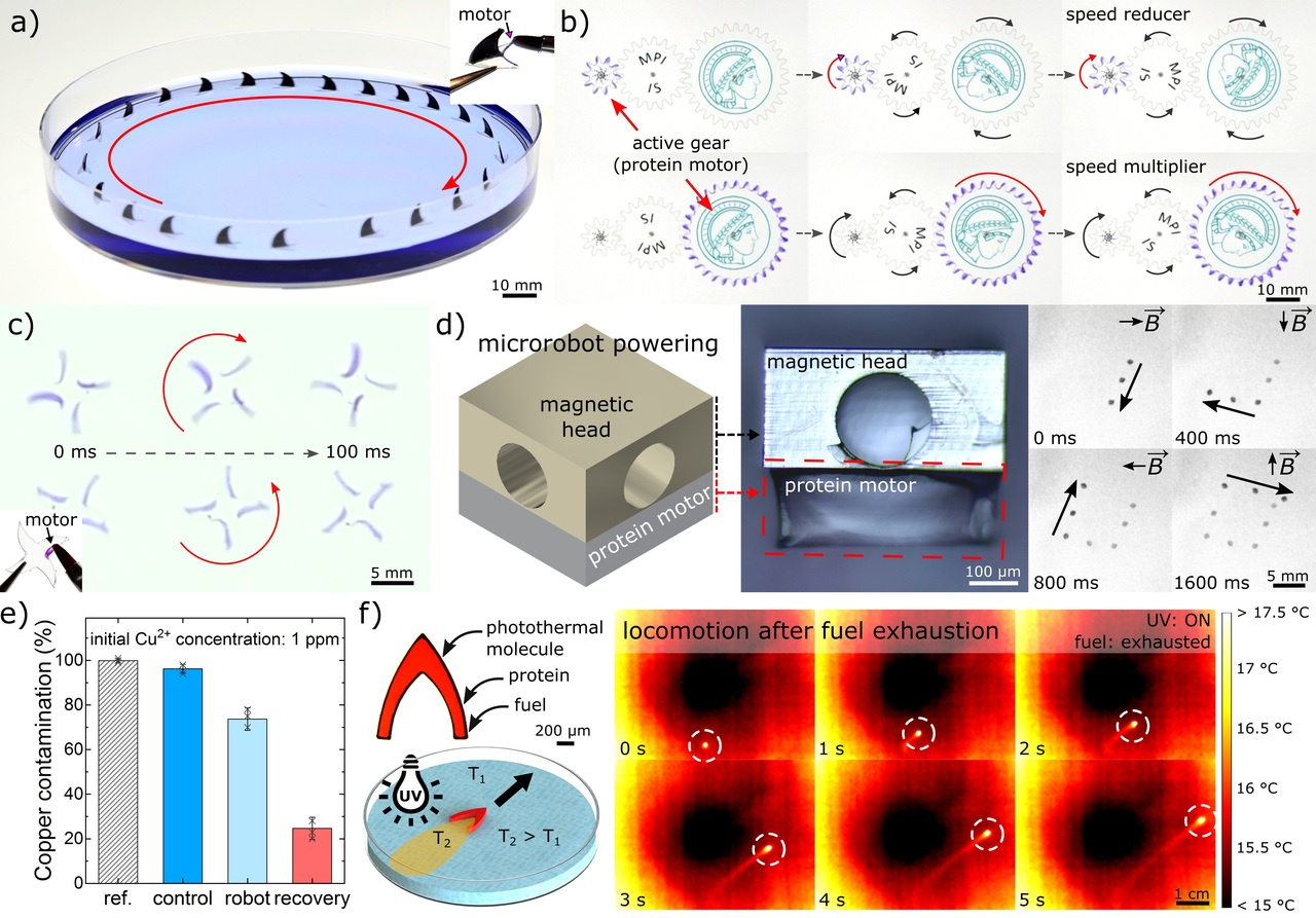 Multifunctional and Biodegradable Self-Propelled Protein Motors