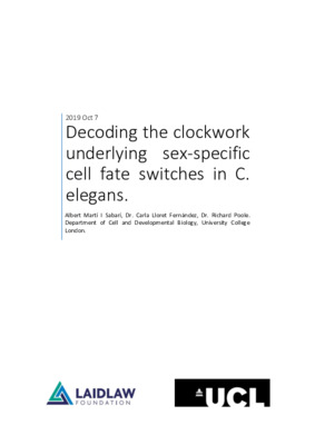 Decoding the clockwork underlying sex-specific cell fate switches in C. elegans 