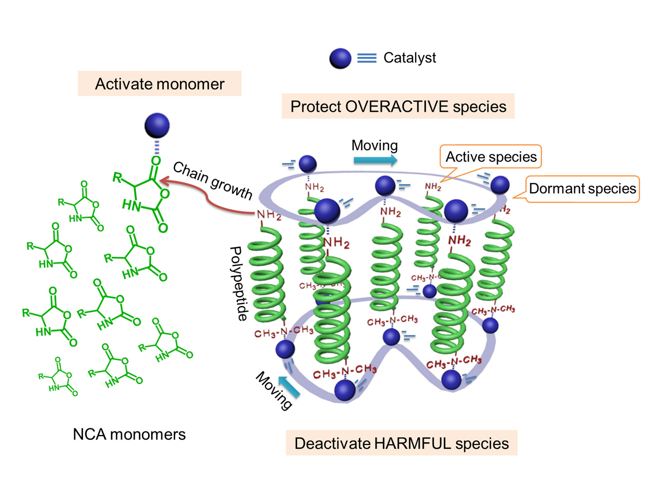 Fast and selective organocatalytic ring-opening polymerization by fluorinated alcohol without a cocatalyst