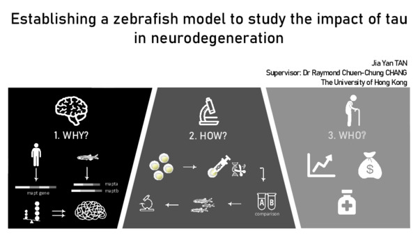 Establishing a zebrafish model to study the impact of tau in neurodegeneration 