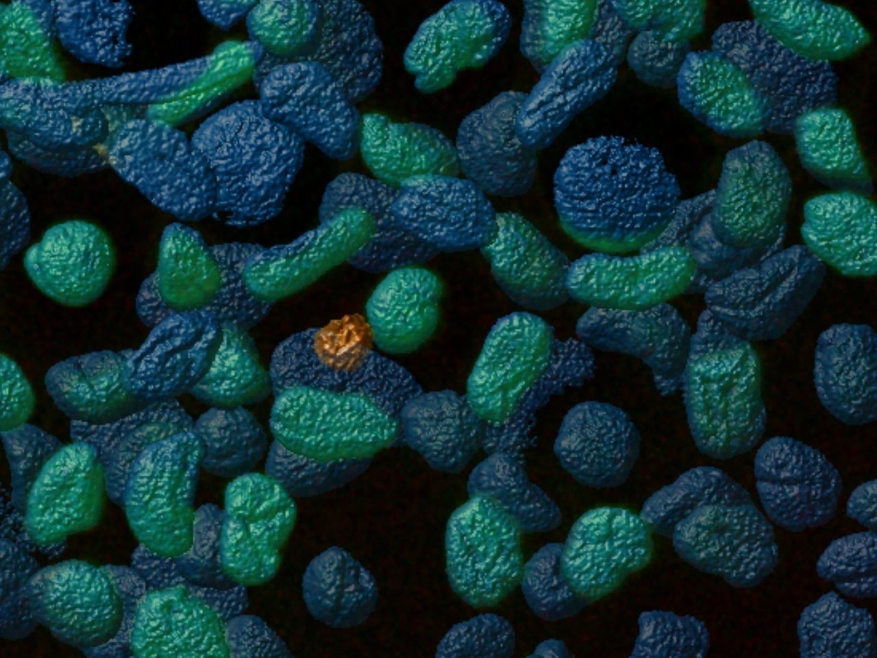 Schreckstoff: how mucosal immunity generates a fear pheromone