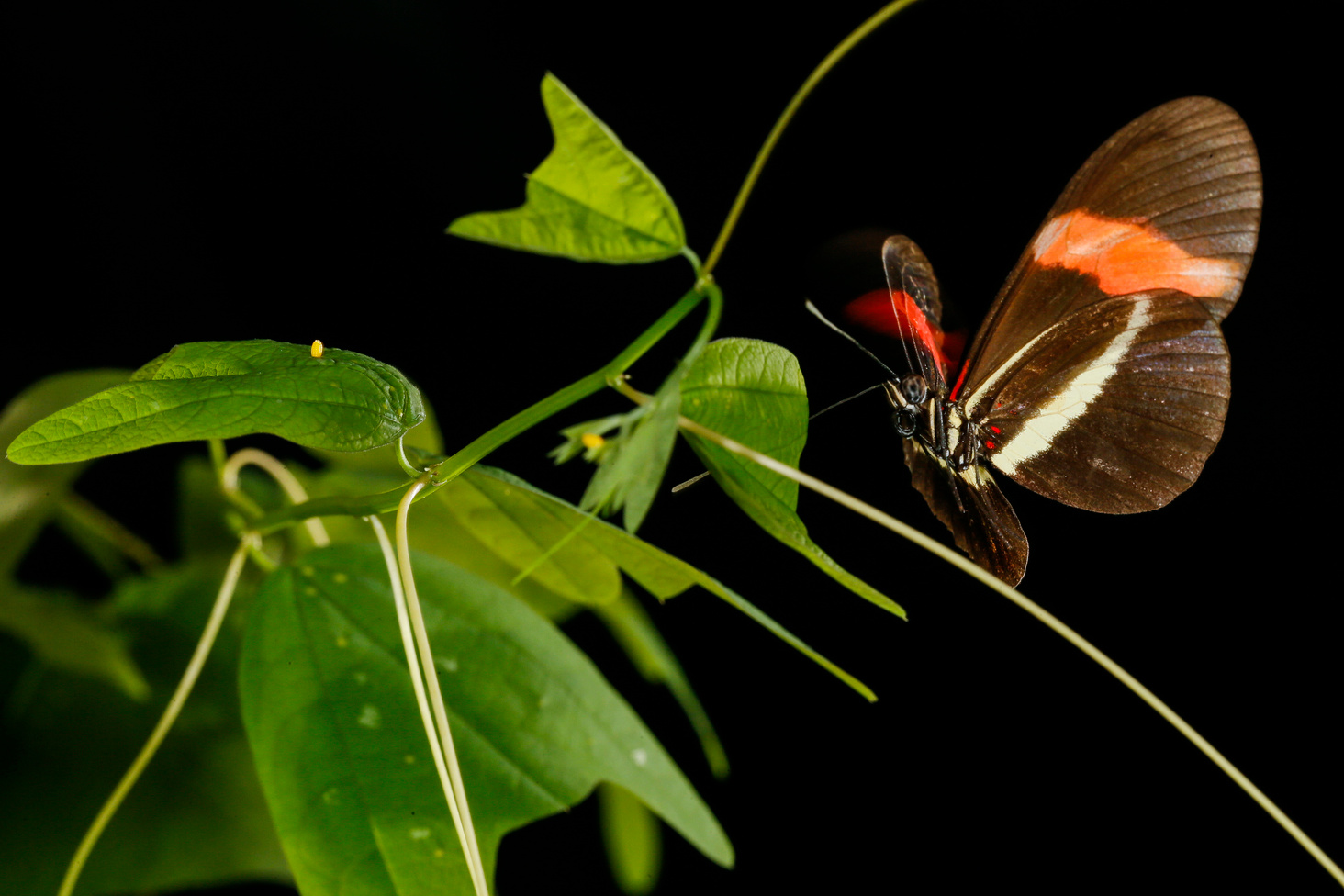 Unraveling the complex evolution of color patterns