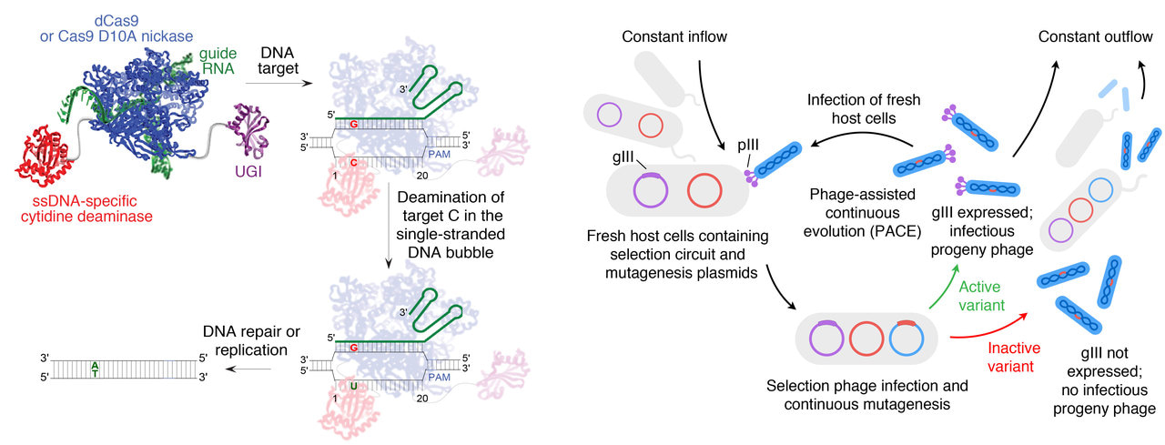 Continuous evolution of base editors