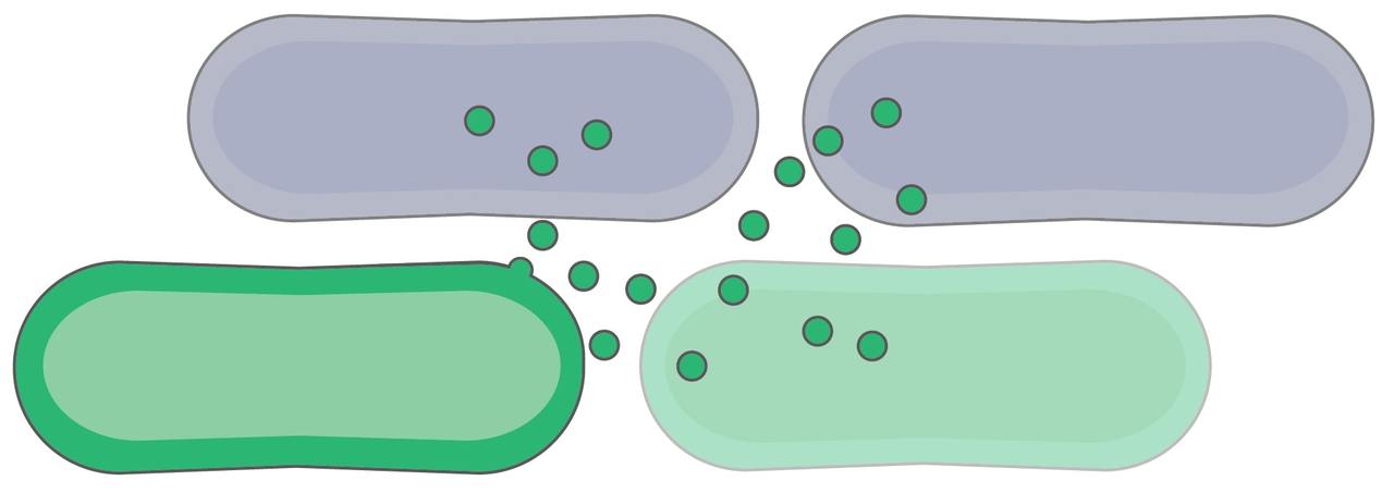 A tale of toxin discovery: a new family of Bacteroidales bacteriocins.