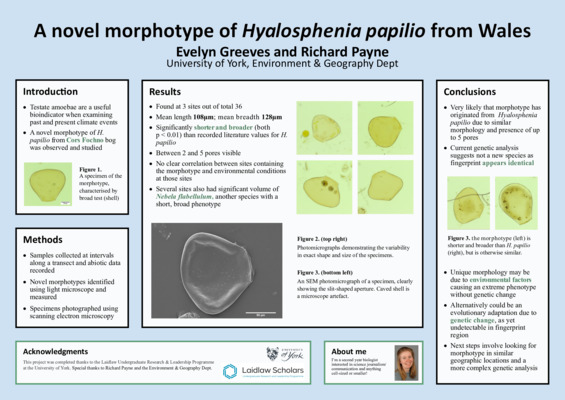 Poster: A novel morphotype of Hyalosphenia Papilio from Wales