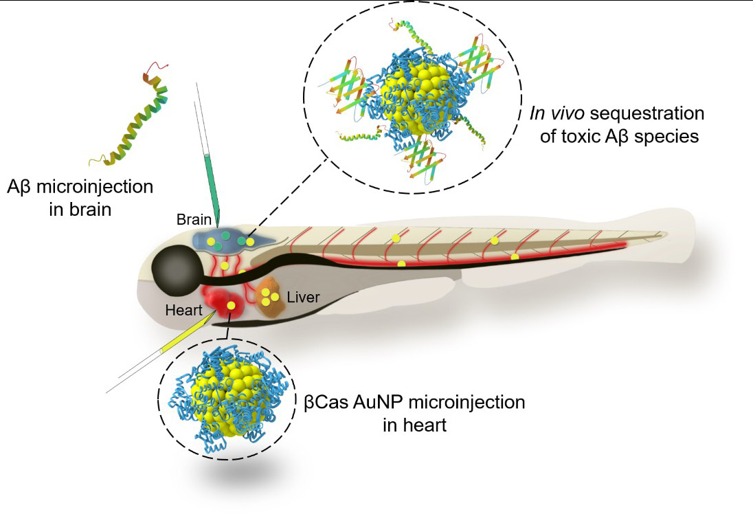 “Fishing” amyloid beta in zebrafish with a nanoparticle-protein corona