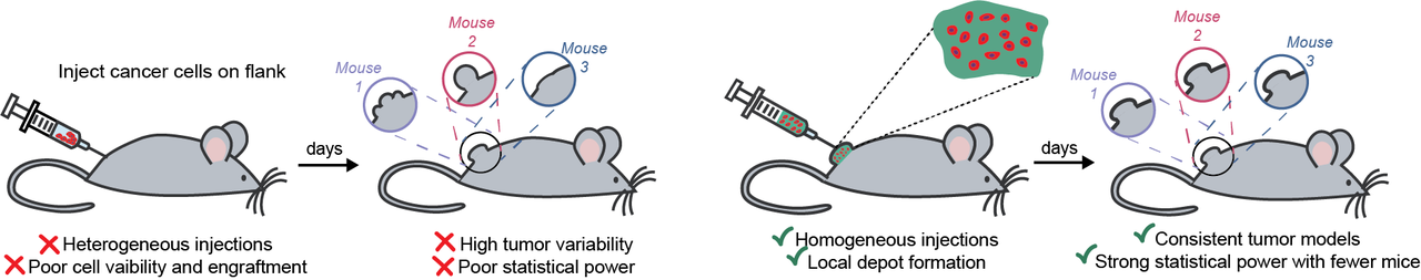 Improving power and reproducibility in preclinical cancer models with self-assembled biomaterials