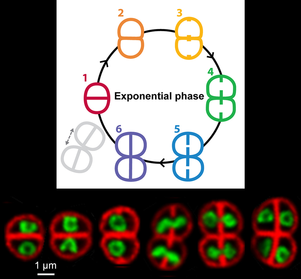 Bacterial nucleoids are more complex than anticipated…