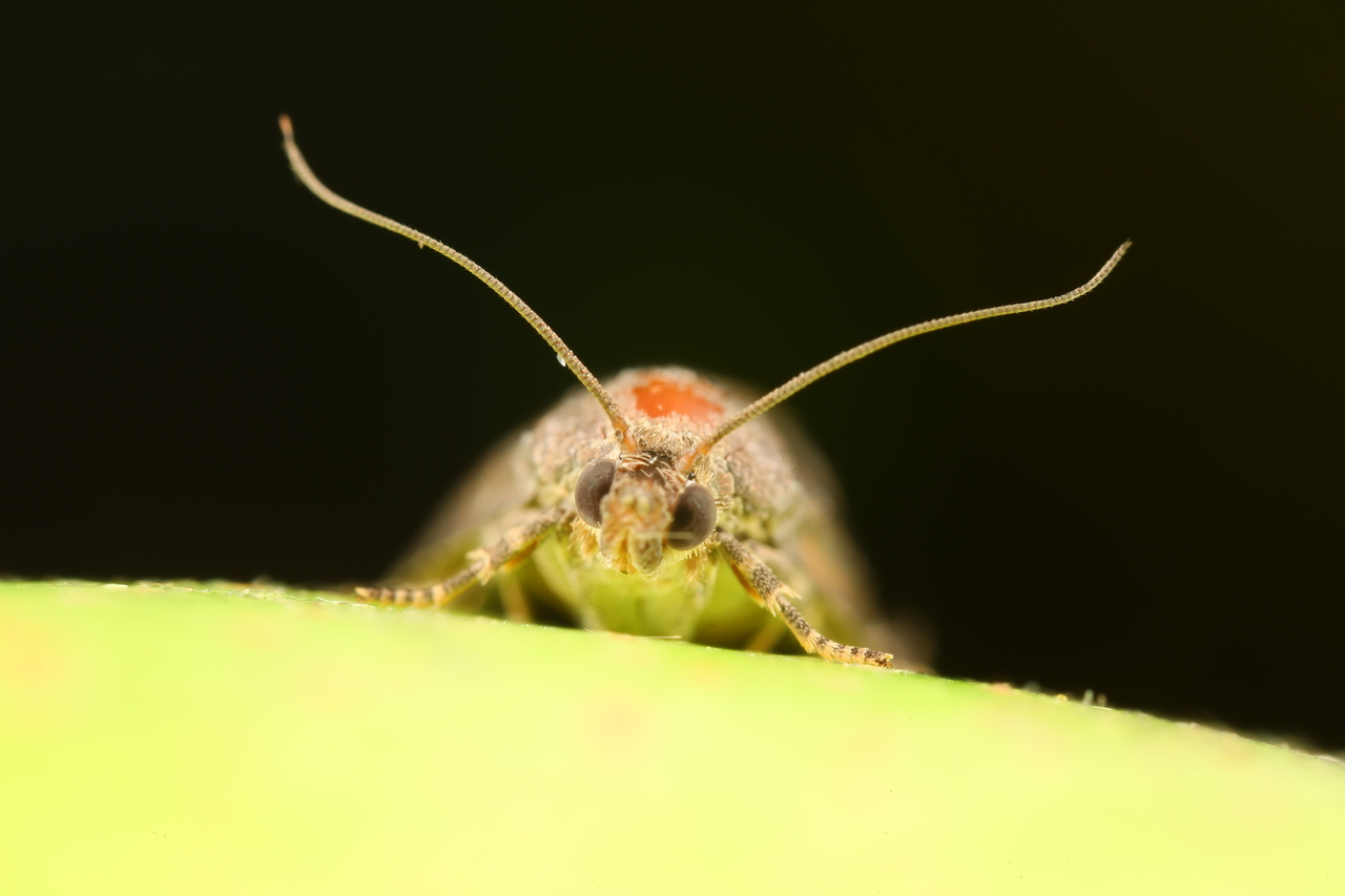 The inherent genetic superiority drove codling moth's global spread and invasion