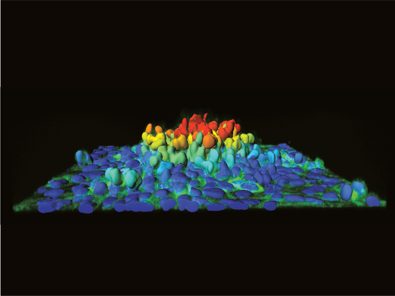 Using light to trigger the collective extrusion of transformed cells
