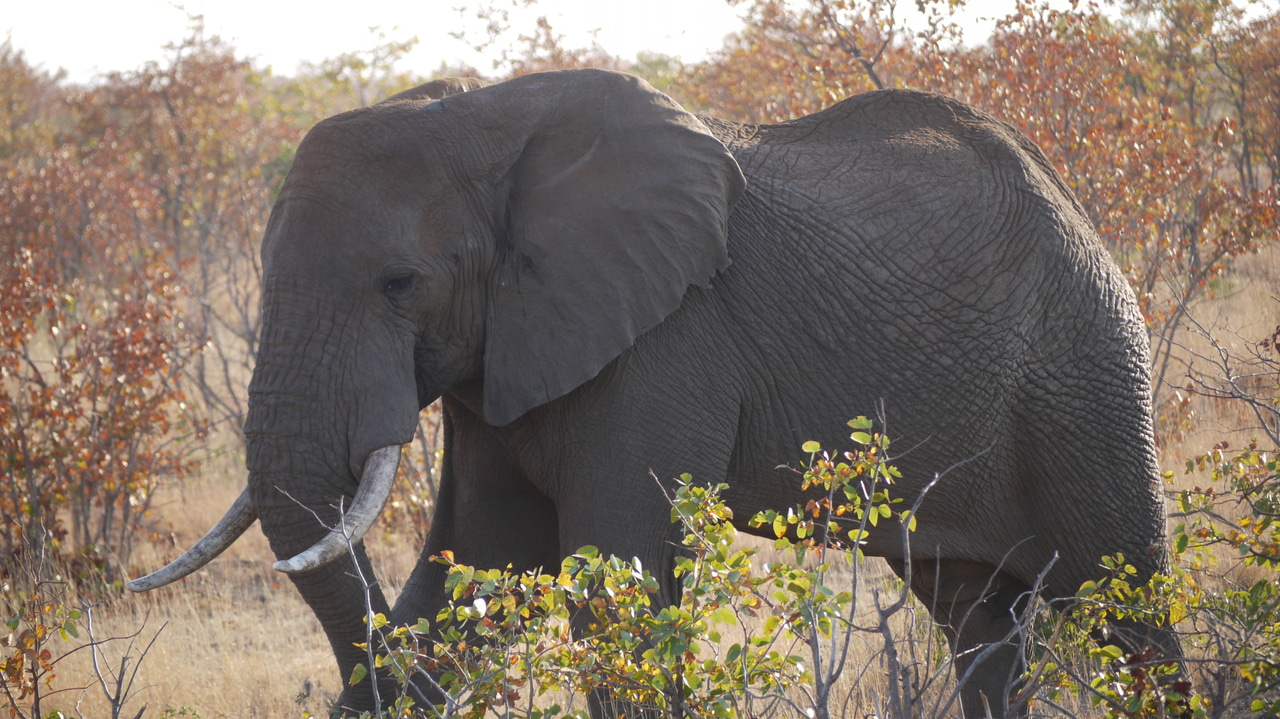 Rising human population density drives environmental degradation in Africa