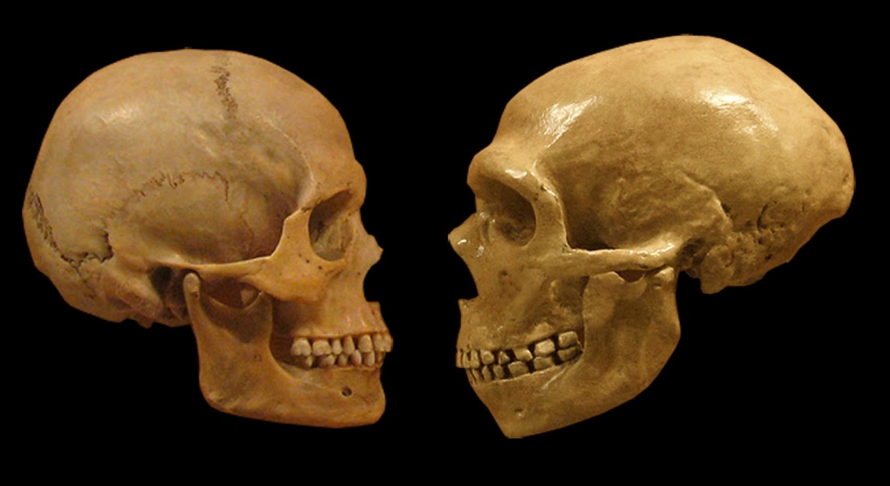 How did Neanderthals regulate their genes?