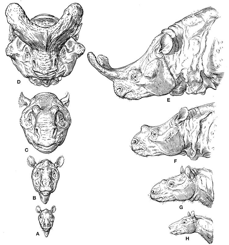 Evolution=Ecomorpho- logical mismatches