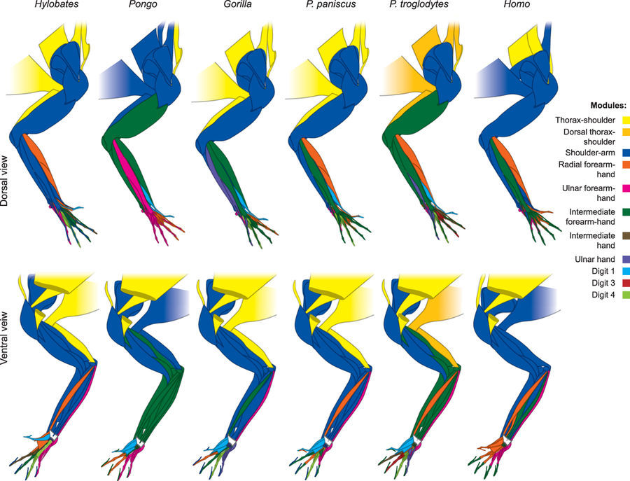 First anatomical networks primate & human evolution