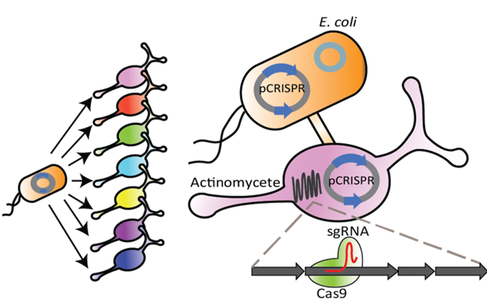 Weeding actinomycete genomes: CRISPR inactivation of common antibiotics leads to new discovery