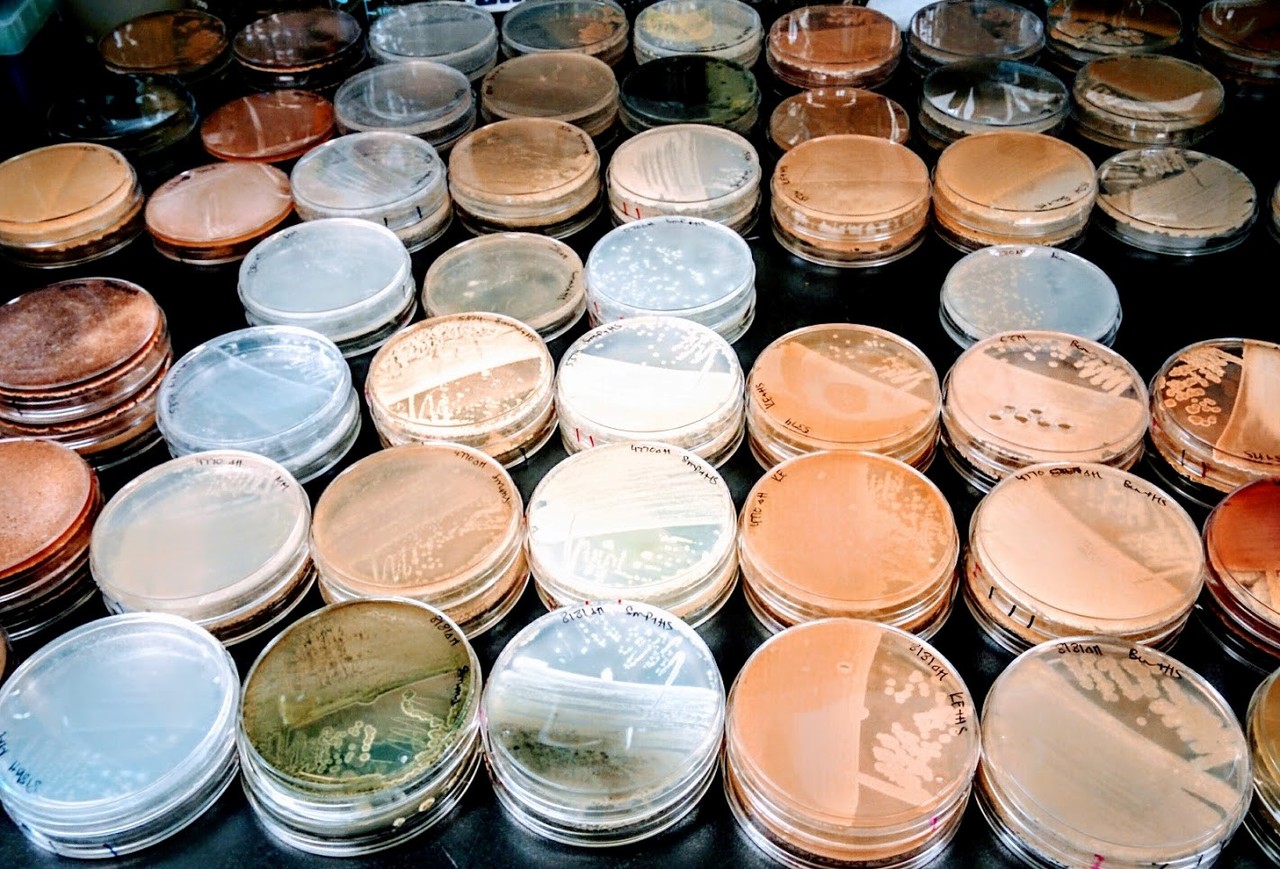 Widespread bacterial gene clusters produce ClpP inhibitors 