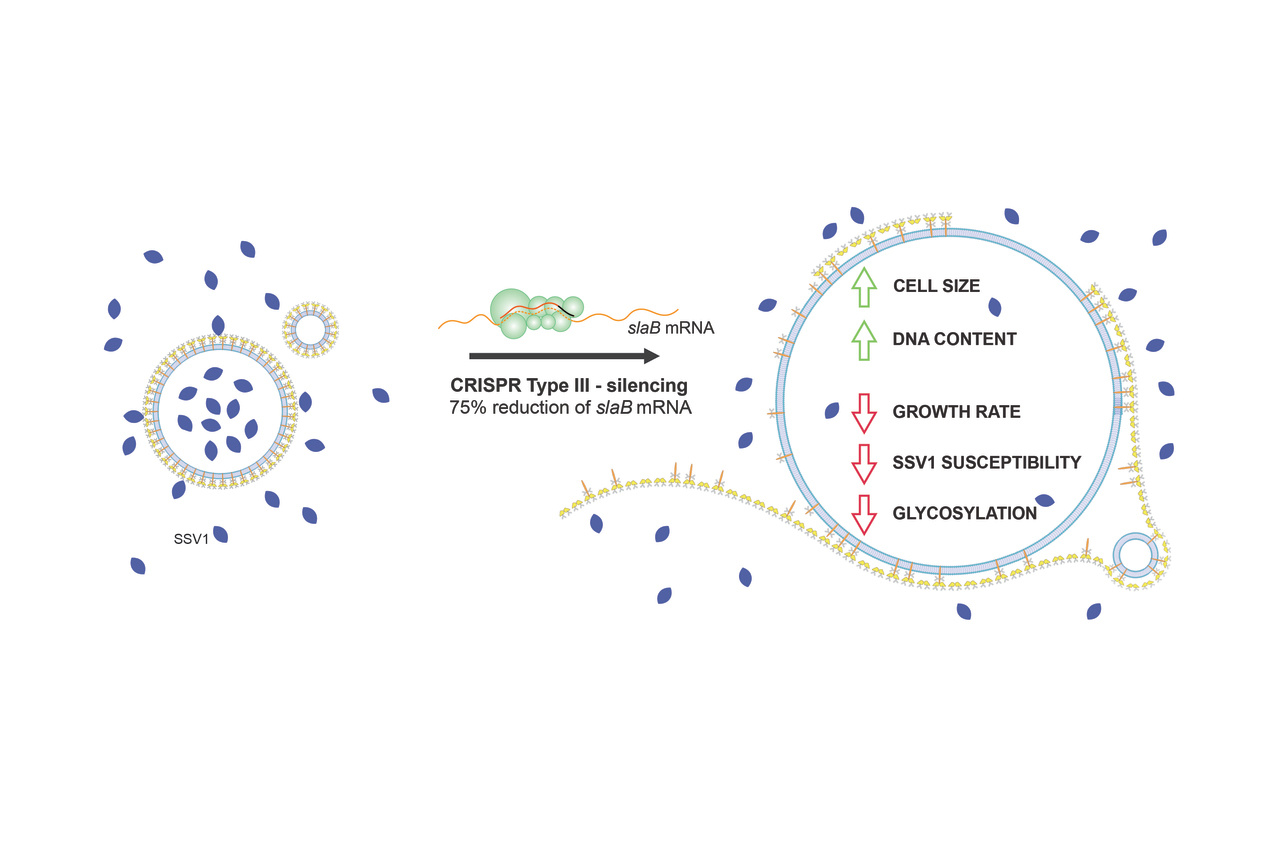 A hot strip: how a hyperthermophilic archaeon lives without an intact cell wall