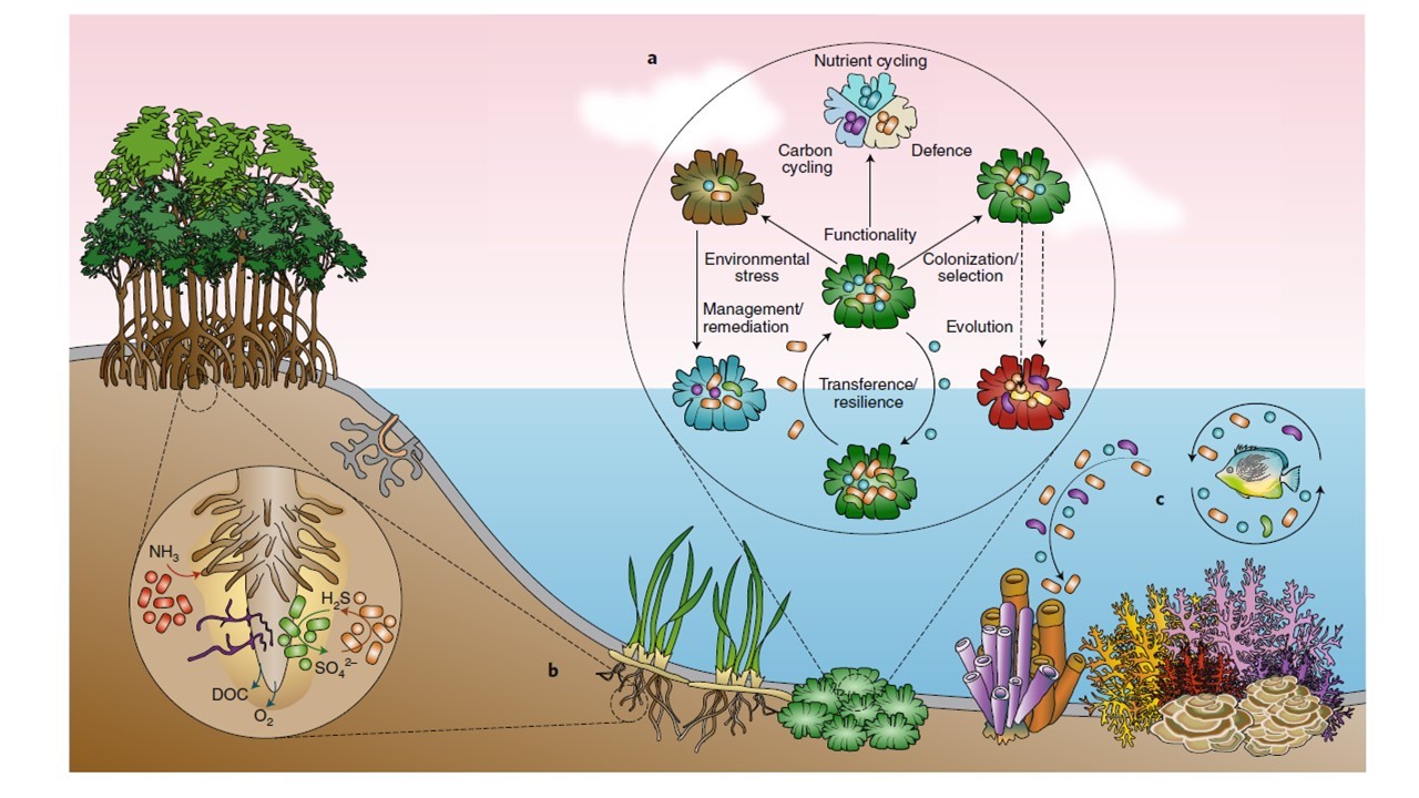 MACROquestions in coastal MICRObiome science