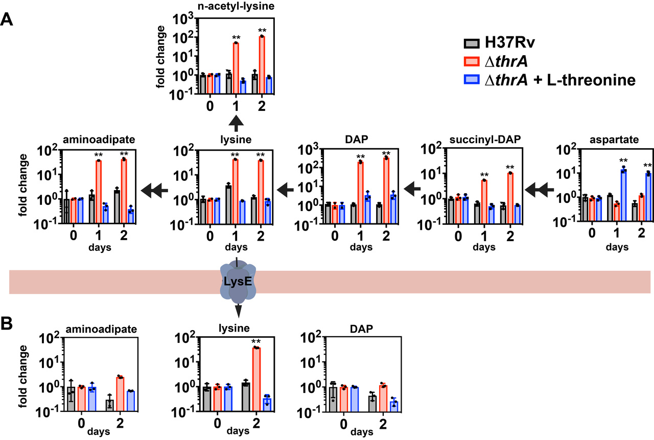 Amino acid metabolism promises new drug targets in the fight against Mycobacterium tuberculosis