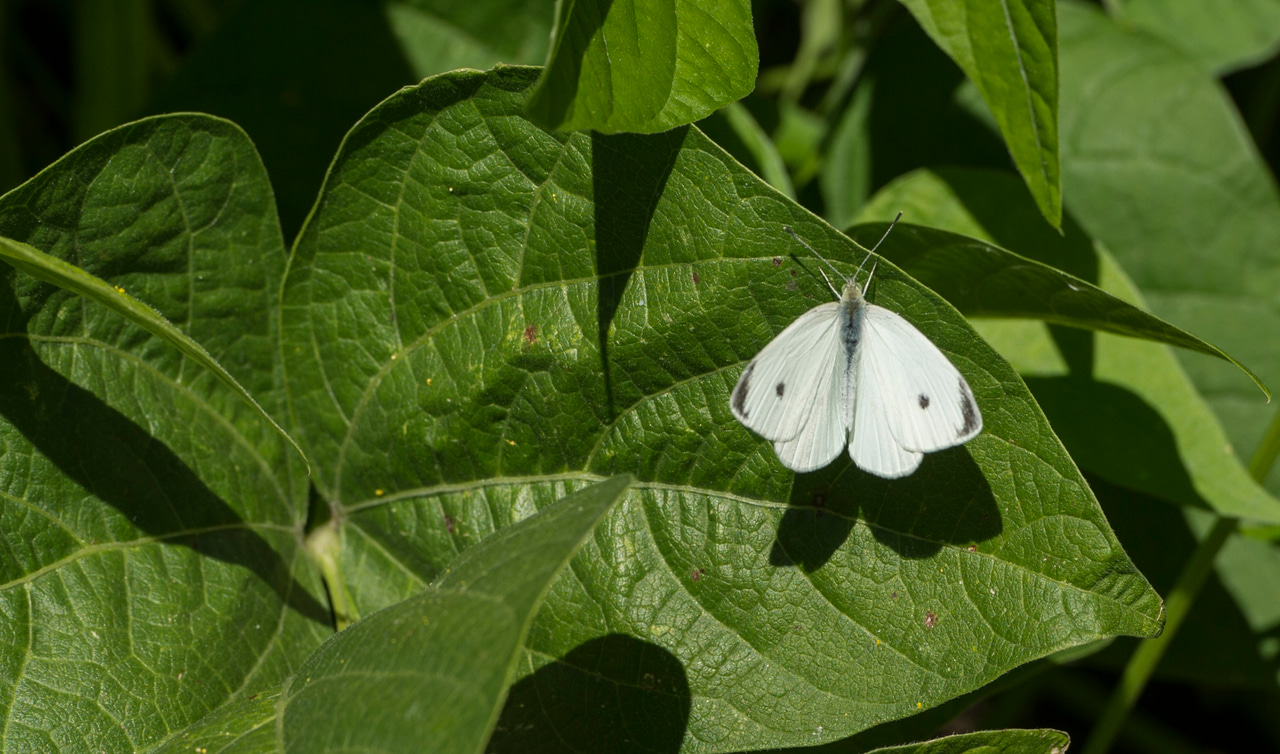 Molecular interactions between butterflies and plants