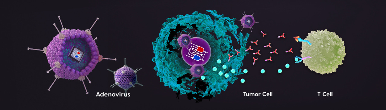 Oncolytic adenovirus programmed by synthetic gene circuit for cancer immunotherapy