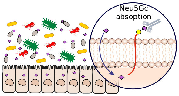 Bacterial Meat Lovers