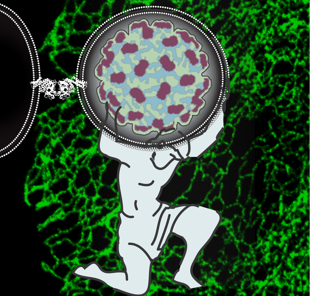 Atlastins: shouldering flavivirus infection