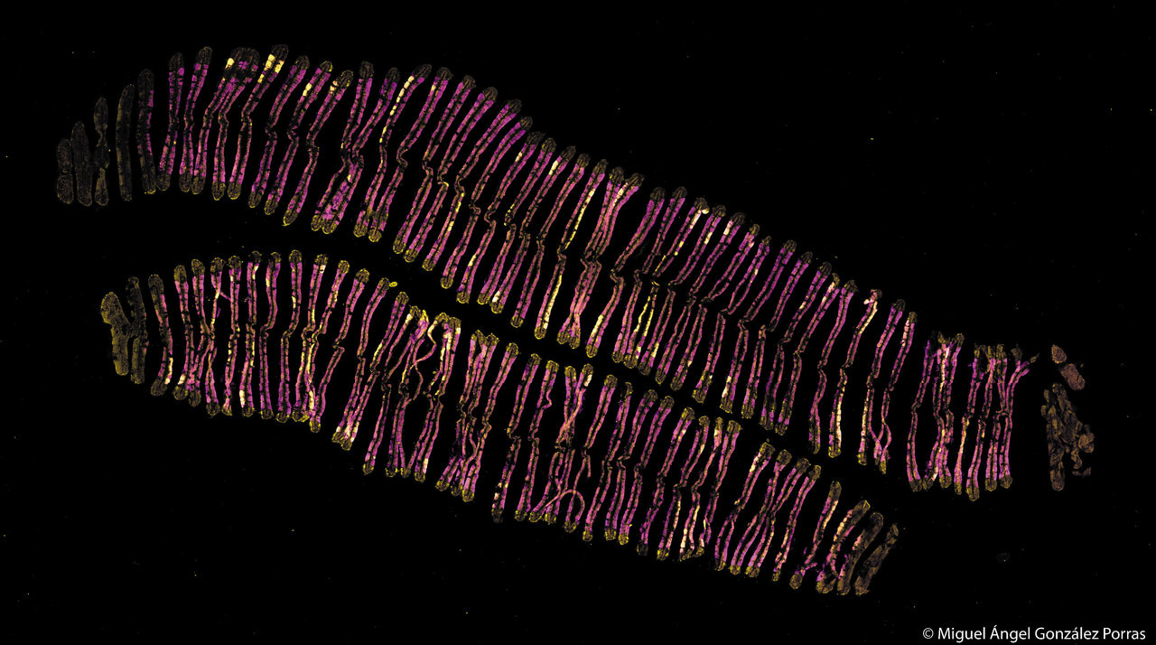 Same same but different - Remarkable diversity behind identical 16S rRNA gene sequences